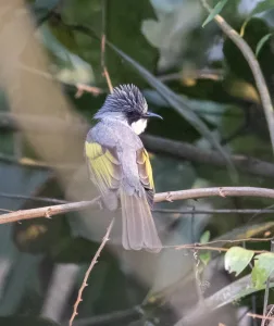 Ashy Bulbul BirdingbD