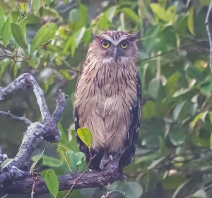 Buffy Fish Owl BirdingBD