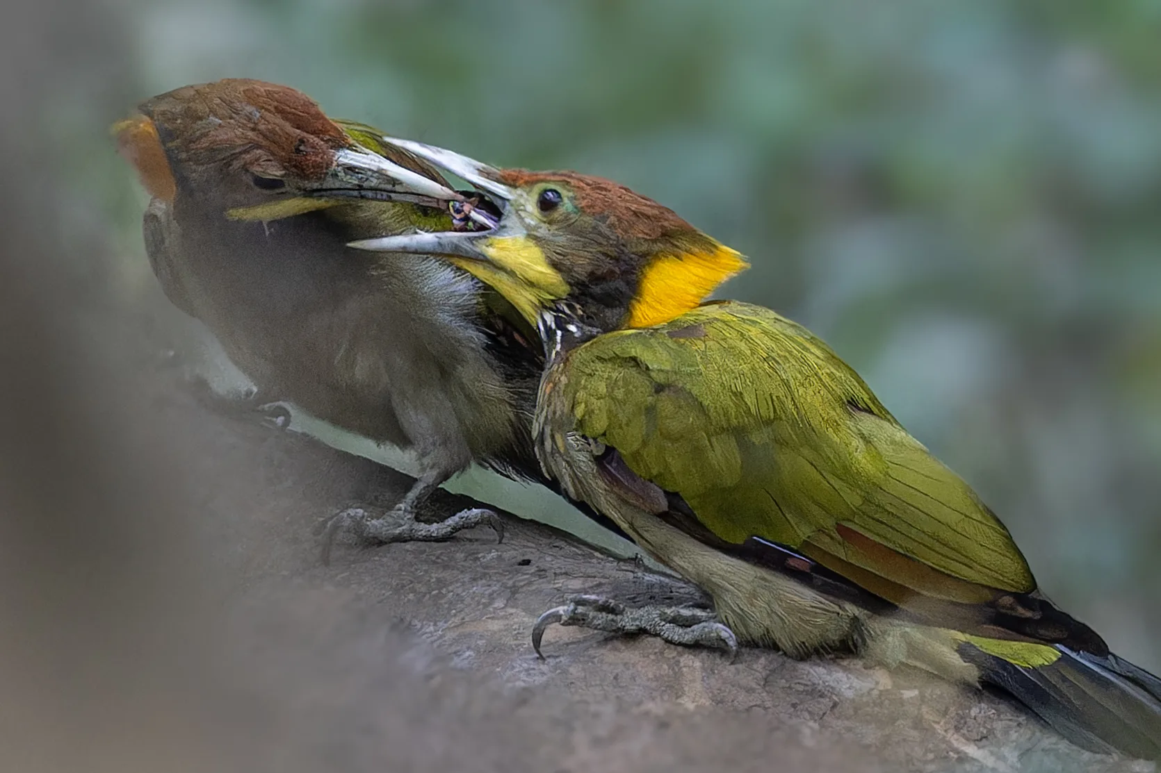 Greater Yellownape Display