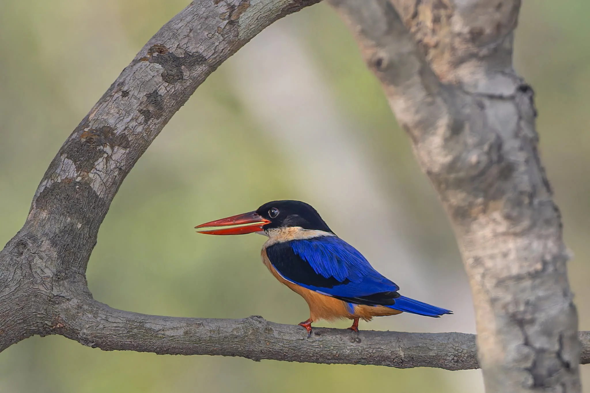 Black-capped Kingfisher