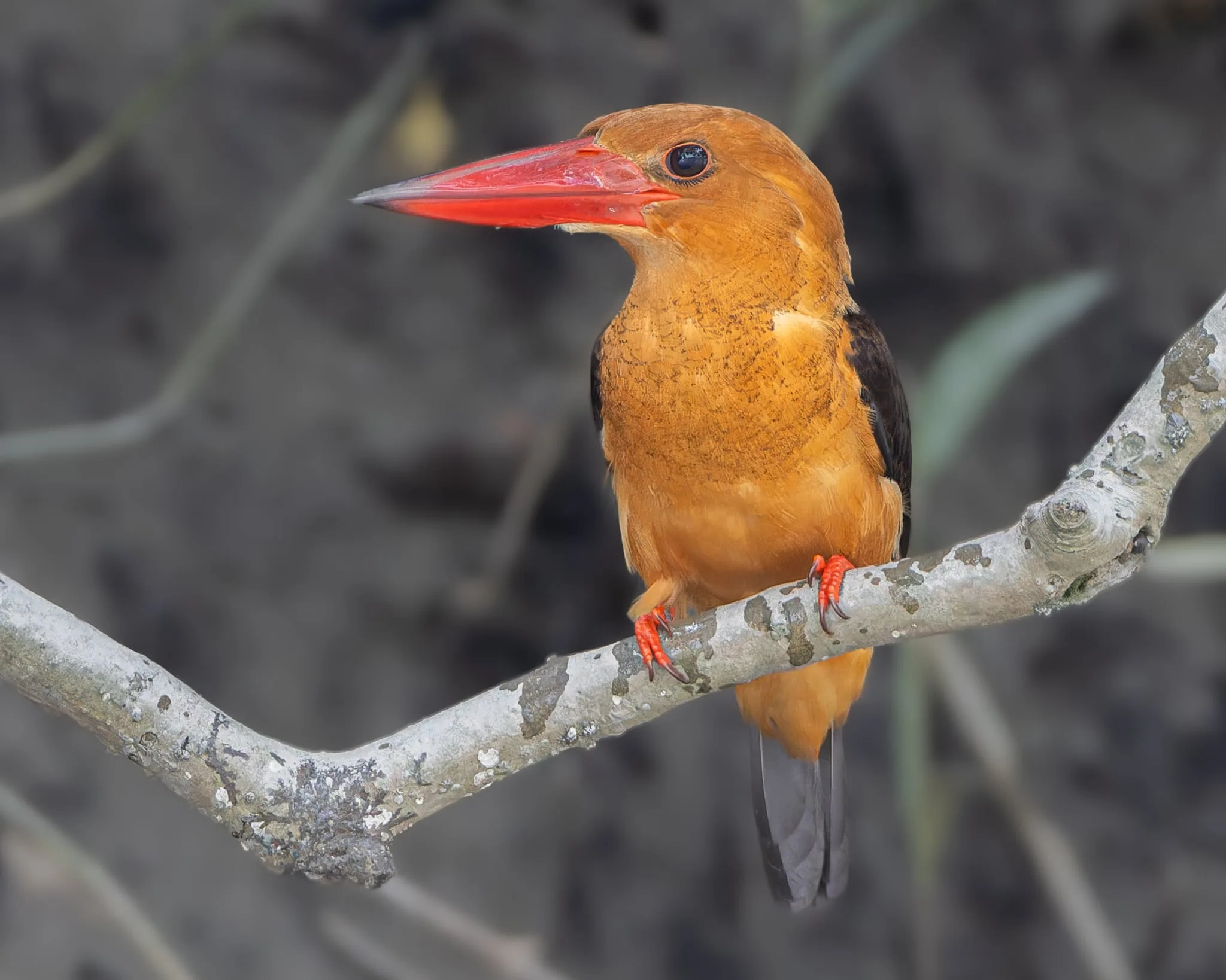 Brown-winged Kingfisher