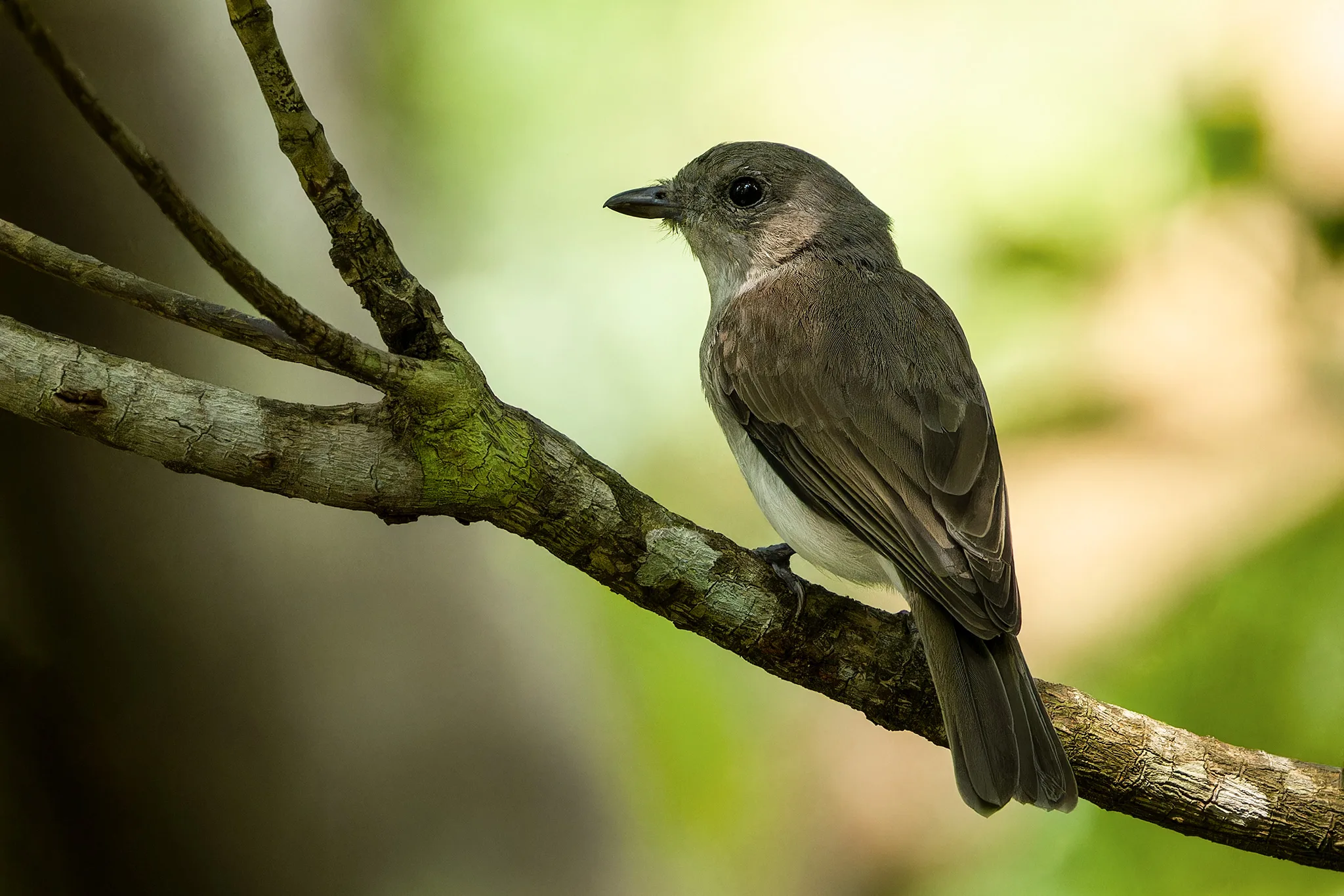 Mangrove Whistler