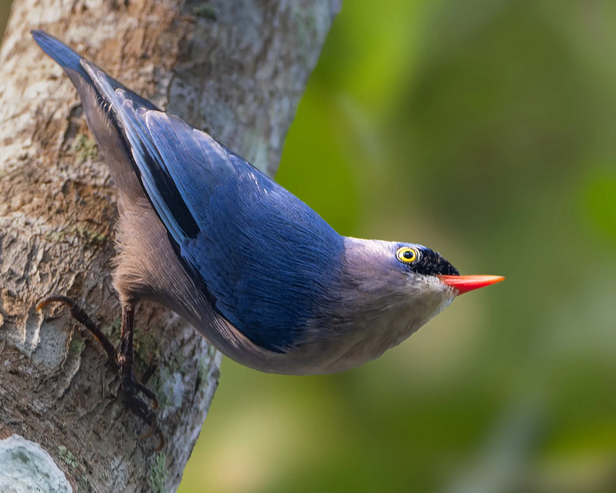 Velvet-fronted Nuthatch
