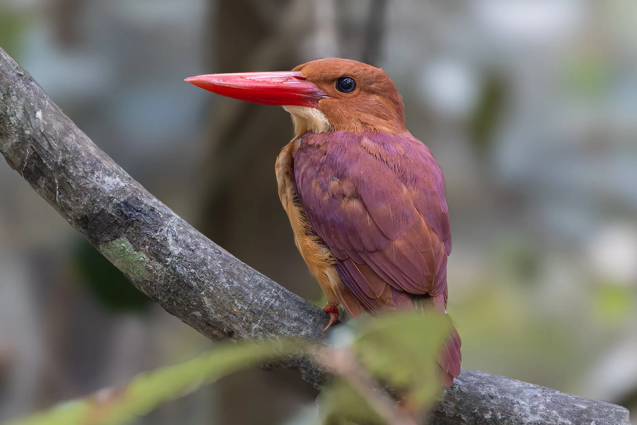 Ruddy Kingfisher