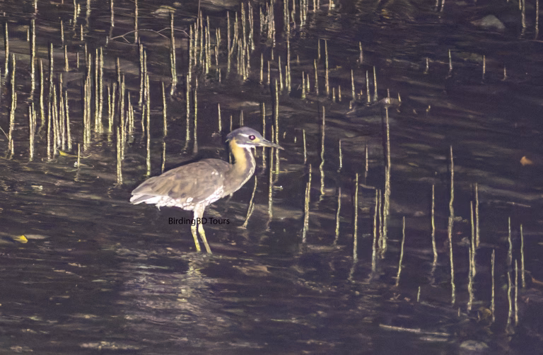 Trip Report – 08 Day Masked Finfoot & Cachar Bulbul Photography in Bangladesh with Dutch Group Dec-25 with BirdingBD Tours