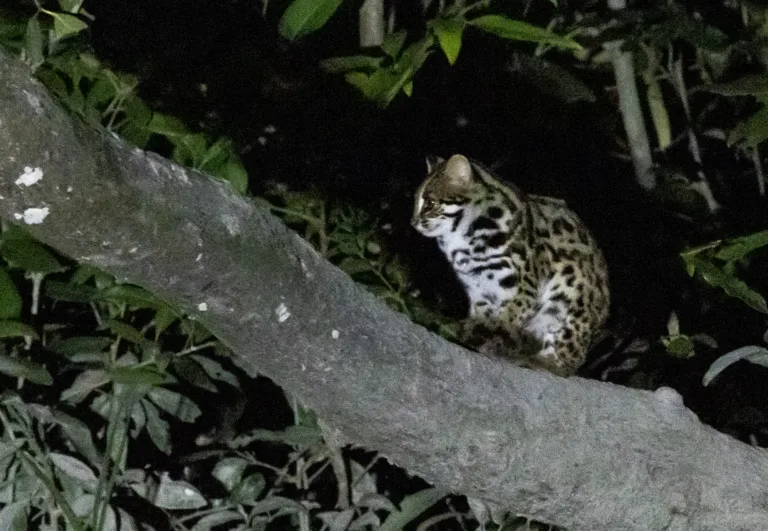 Trip Report – Private Sundarban Bird Photography with BirdingBD Tours – Masked Finfoot Leopard Cat