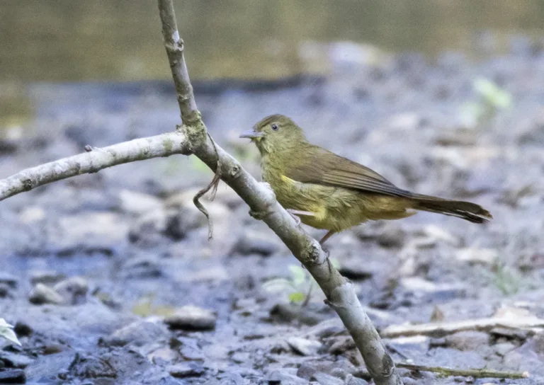 Trip Report – Dhaka & Hazarikhil WLS Cachar Bulbul Photography with BirdingBD Tours