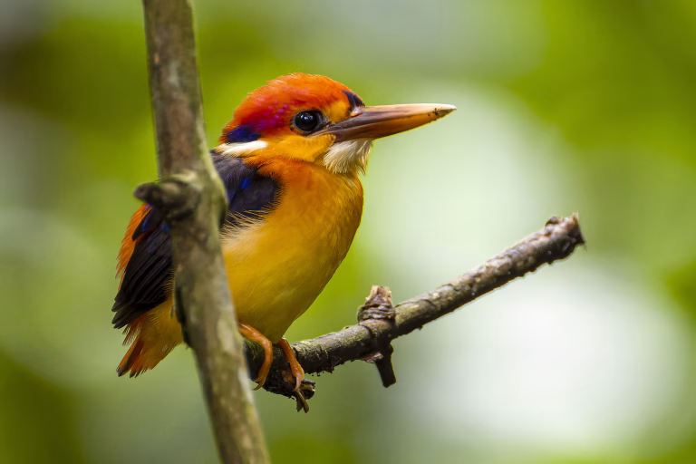 Trip Report: Twitch for Black-backed Dwarf Kingfisher in Heavy Rain
